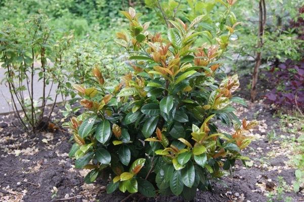 Prunus Laurocerasus 'volcano' - View 3 from www redcrocus com