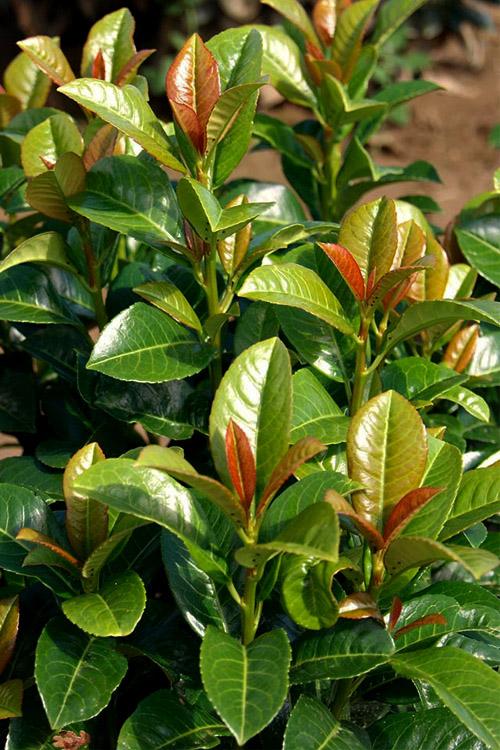 Prunus Laurocerasus 'volcano' - View 4 from www redcrocus com