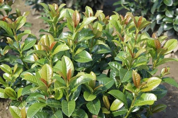 Prunus Laurocerasus 'volcano' - View 5 from www redcrocus com