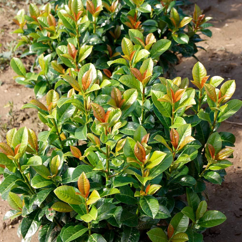 Prunus Laurocerasus 'volcano' - View 6 from www redcrocus com