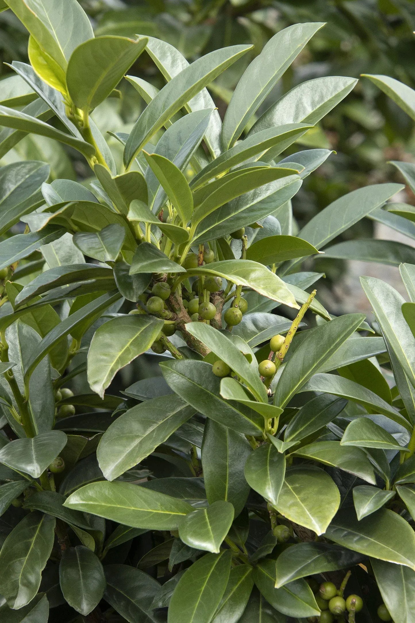 Prunus Laurocerasus 'volcano' - View 7 from www redcrocus com