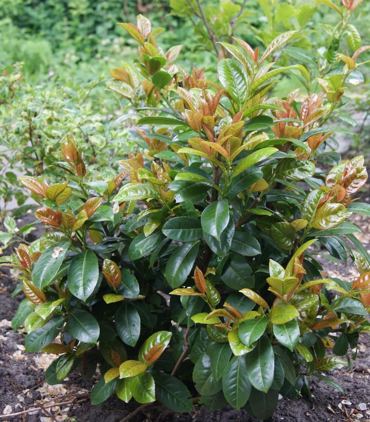 Prunus Laurocerasus 'volcano' - View 8 from www redcrocus com