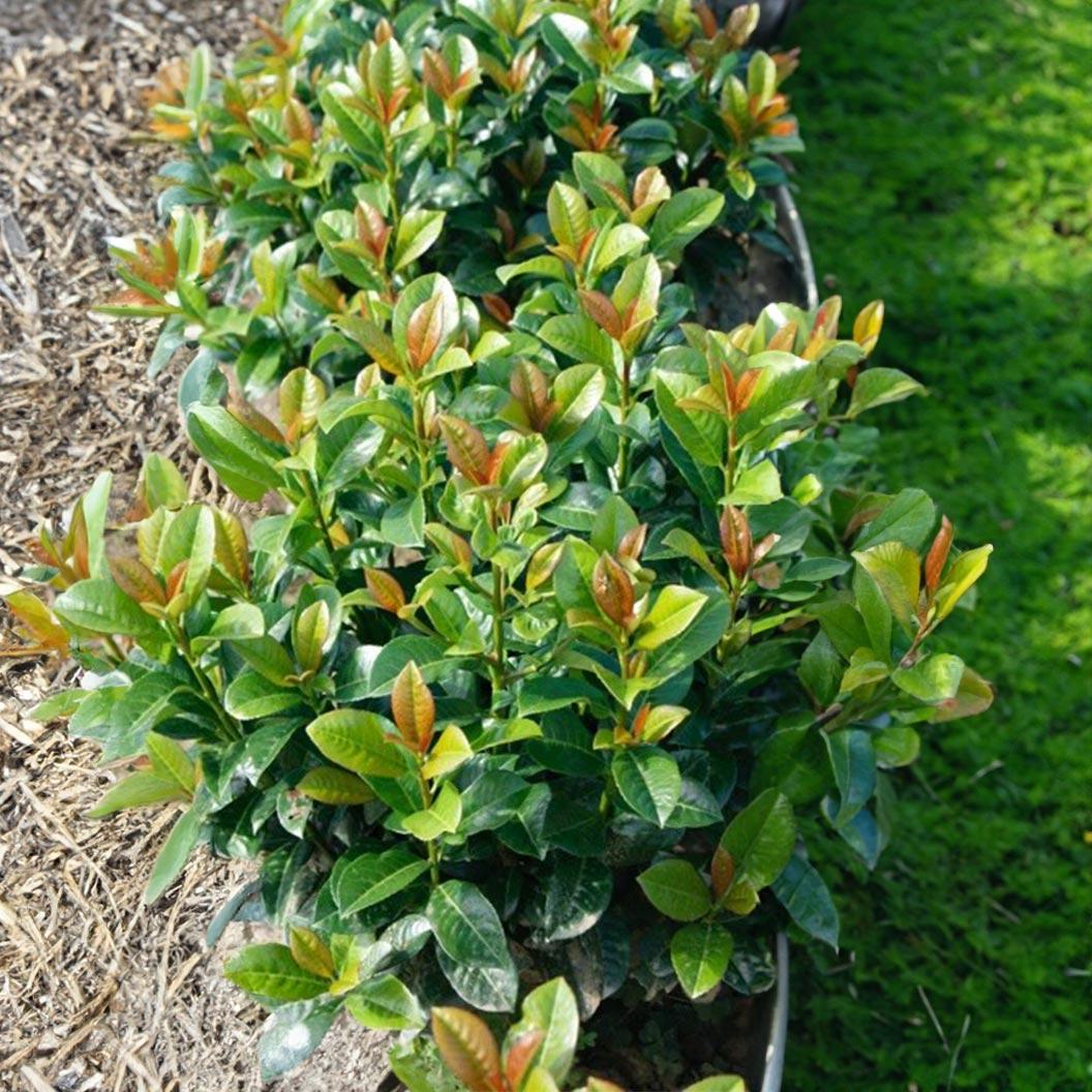 Prunus Laurocerasus 'volcano' - View 9 from www redcrocus com