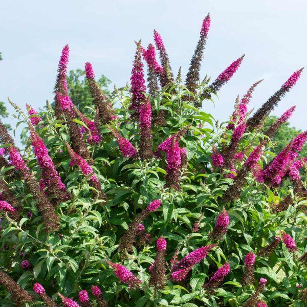 Buddleia Davidii Miss Molly - View 11 from www redcrocus com
