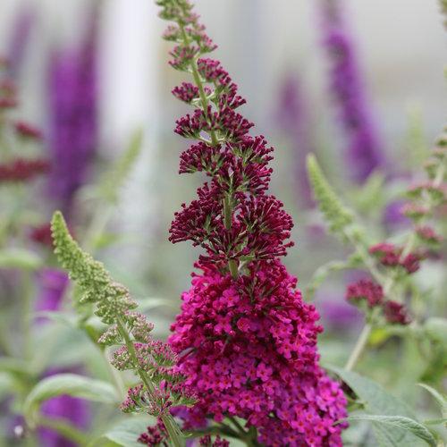 Buddleia Davidii Miss Molly - View 15 from www redcrocus com
