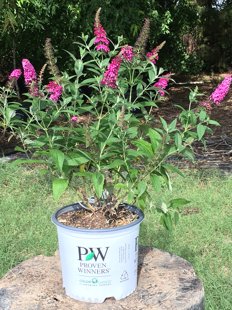 Buddleia Davidii Miss Molly - View 16 from www redcrocus com
