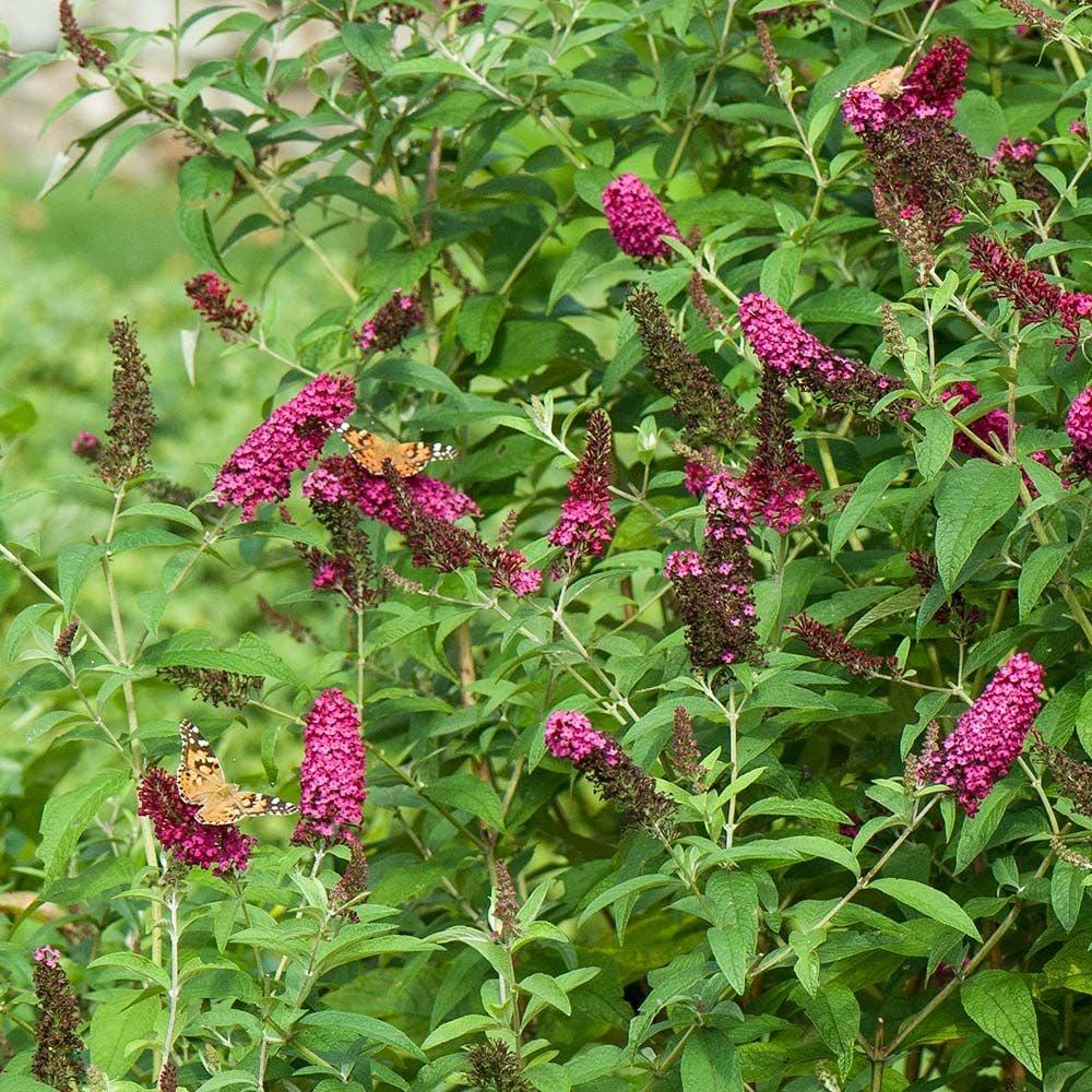 Buddleia Davidii Miss Molly - View 19 from www redcrocus com