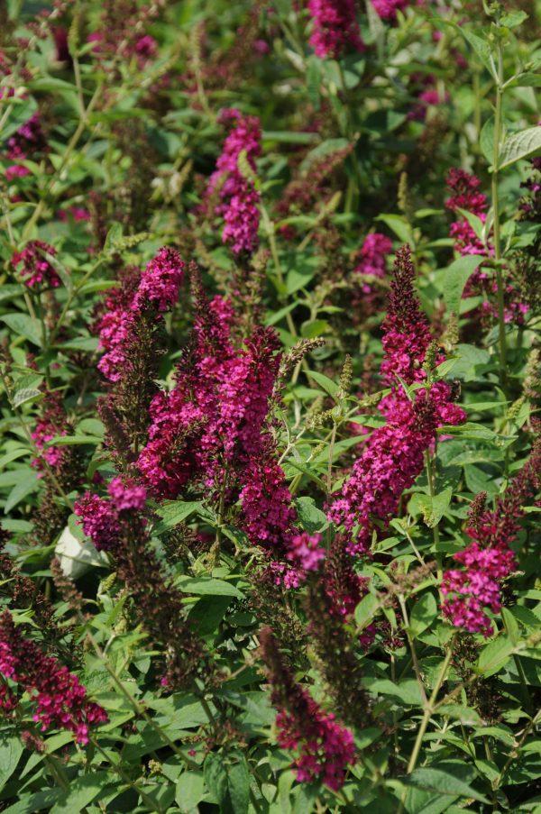 Buddleia Davidii Miss Molly - View 2 from www redcrocus com