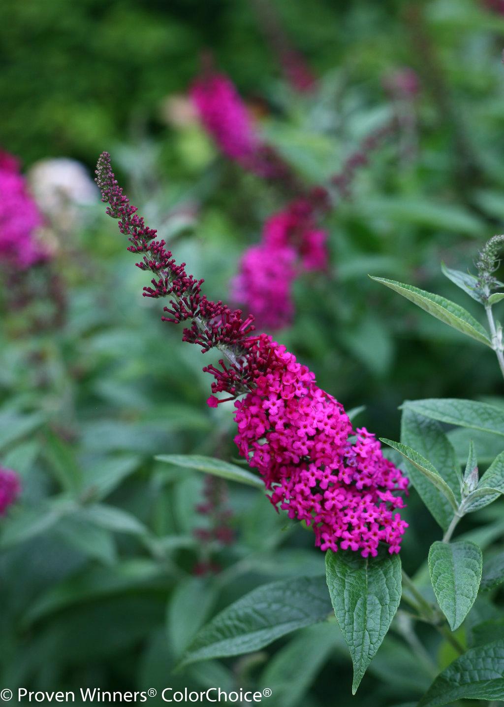 Buddleia Davidii Miss Molly - View 4 from www redcrocus com