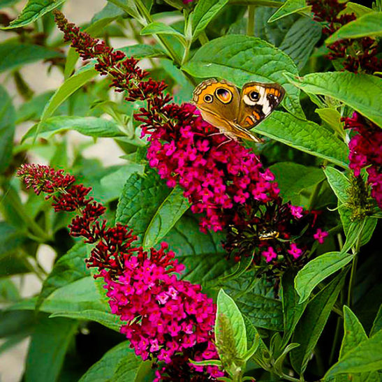 Buddleia Davidii Miss Molly - View 9 from www redcrocus com