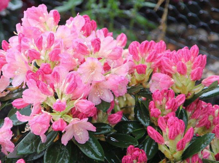 Rhododendron Percy Wiseman - View 13 from www redcrocus com