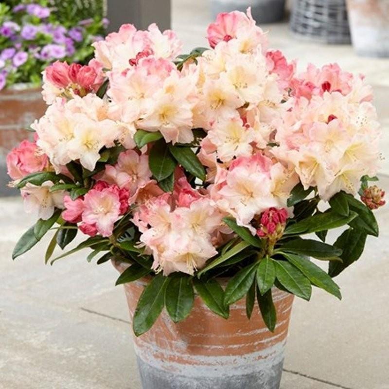 Rhododendron Percy Wiseman - View 16 from www redcrocus com
