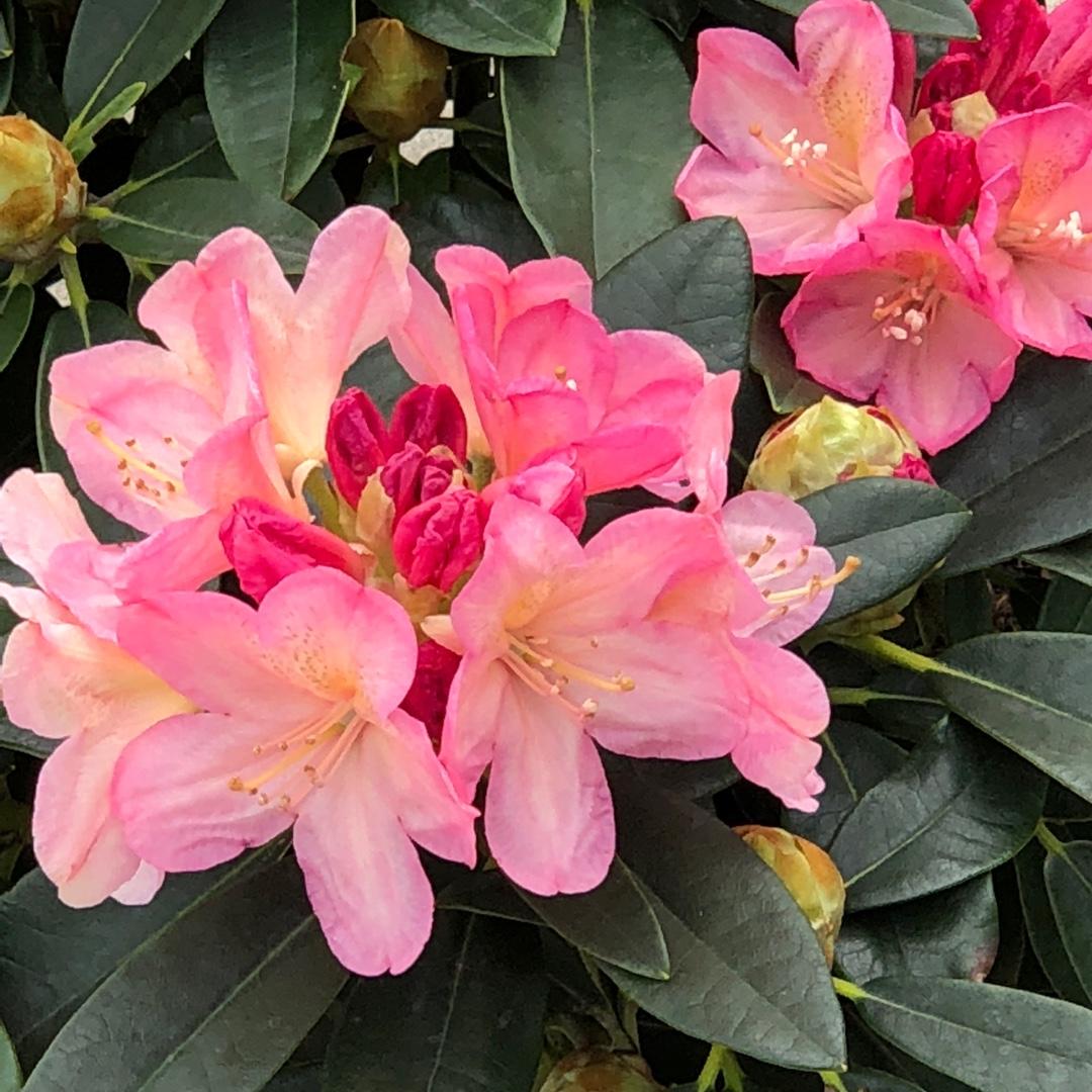 Rhododendron Percy Wiseman - View 17 from www redcrocus com
