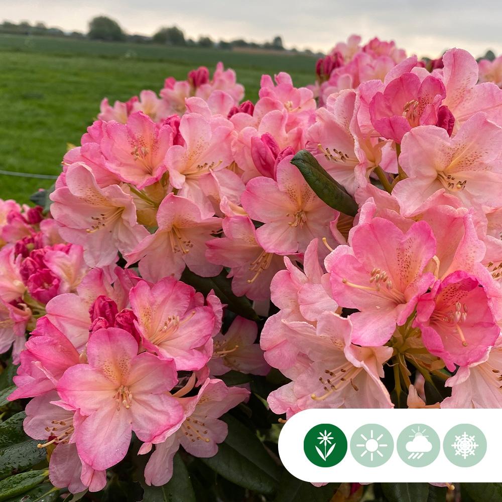 Rhododendron Percy Wiseman - View 18 from www redcrocus com