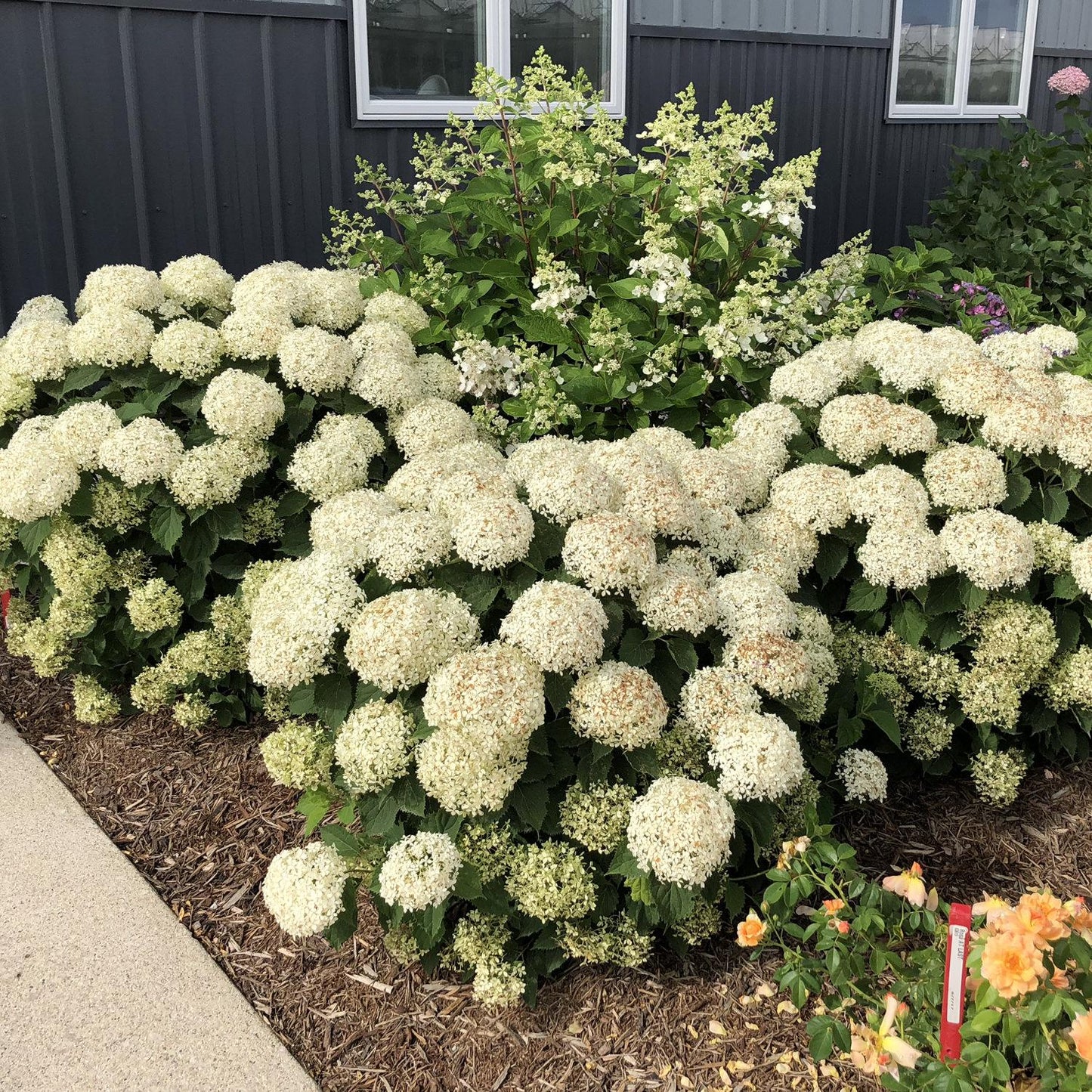 Hydrangea Arborescens Invincibelle Wee White - View 16 from www redcrocus com
