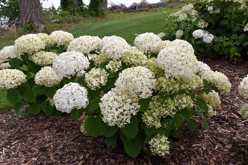 Hydrangea Arborescens Invincibelle Wee White - View 19 from www redcrocus com
