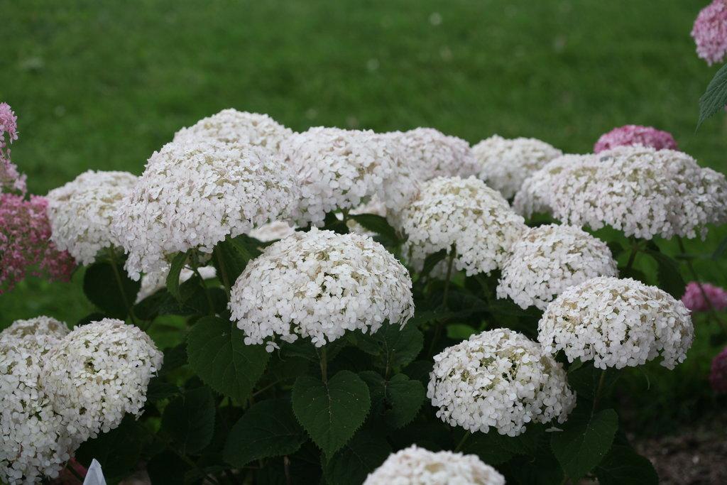 Hydrangea Arborescens Invincibelle Wee White - View 6 from www redcrocus com