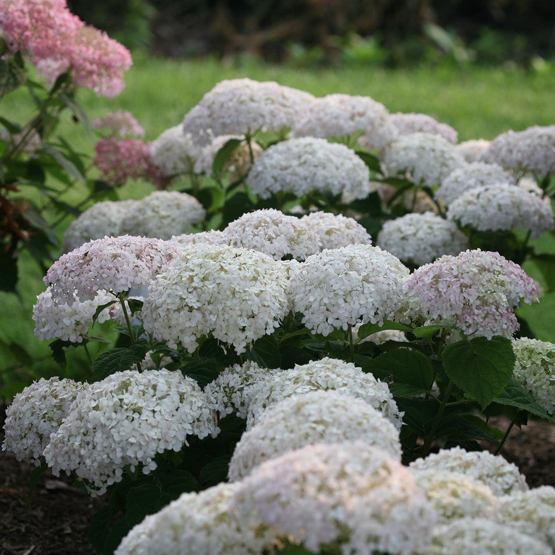 Hydrangea Arborescens Invincibelle Wee White - View 7 from www redcrocus com