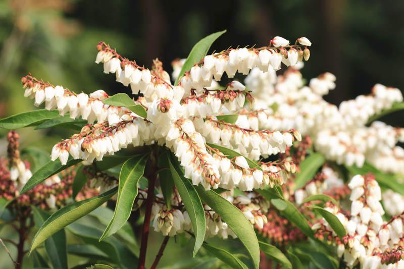 Pieris Floribunda Brouwer S Beauty - View 10 from www redcrocus com