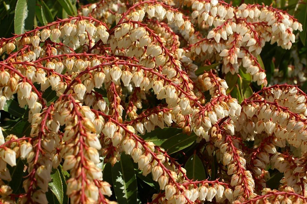 Pieris Floribunda Brouwer S Beauty - View 11 from www redcrocus com