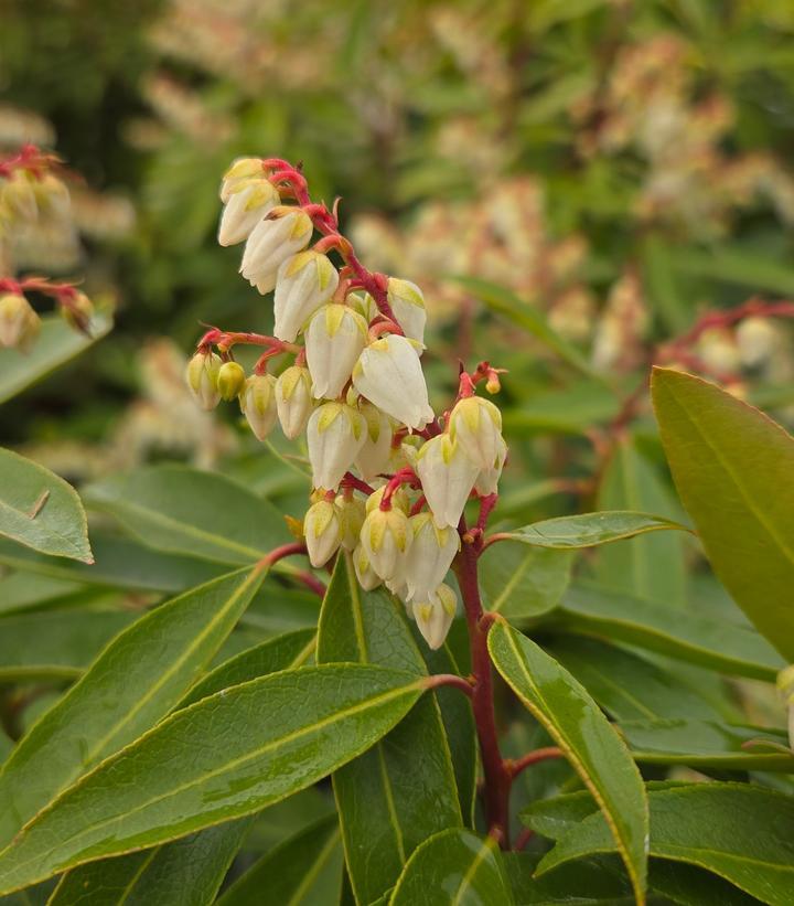 Pieris Floribunda Brouwer S Beauty - View 12 from www redcrocus com