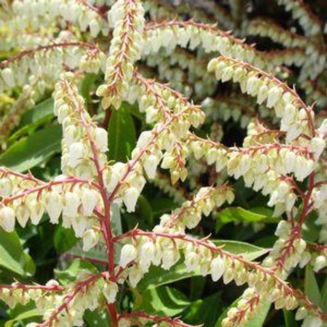 Pieris Floribunda Brouwer S Beauty - View 15 from www redcrocus com