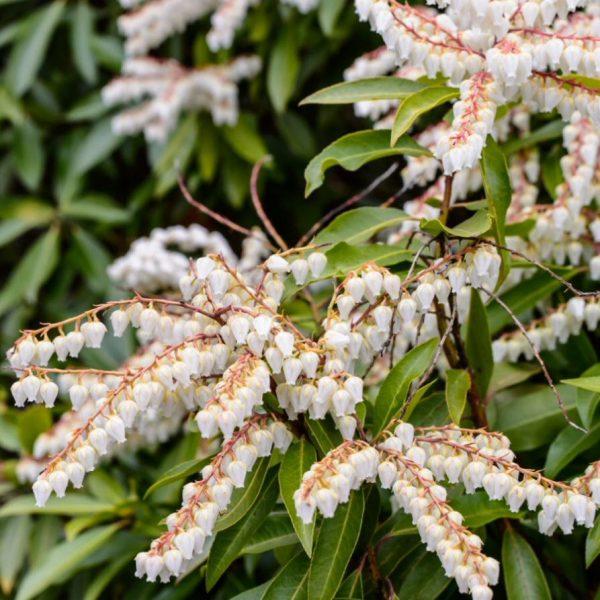 Pieris Floribunda Brouwer S Beauty - View 1 from www redcrocus com