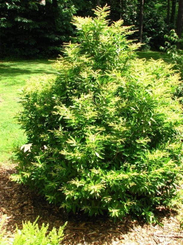 Pieris Floribunda Brouwer S Beauty - View 3 from www redcrocus com