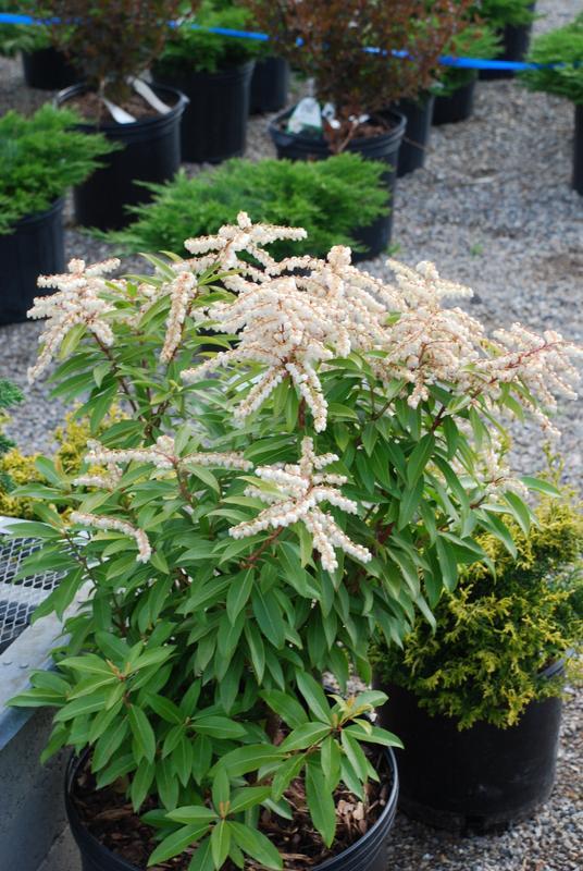 Pieris Floribunda Brouwer S Beauty - View 6 from www redcrocus com