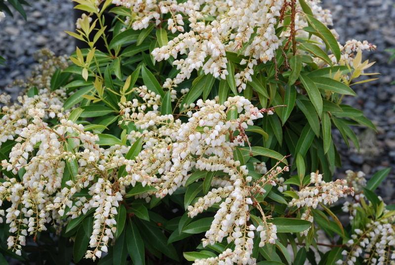 Pieris Floribunda Brouwer S Beauty - View 8 from www redcrocus com