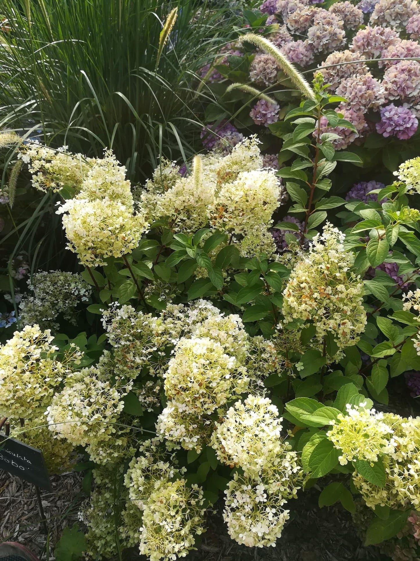 Hydrangea Paniculata Bobo - View 8 from www redcrocus com