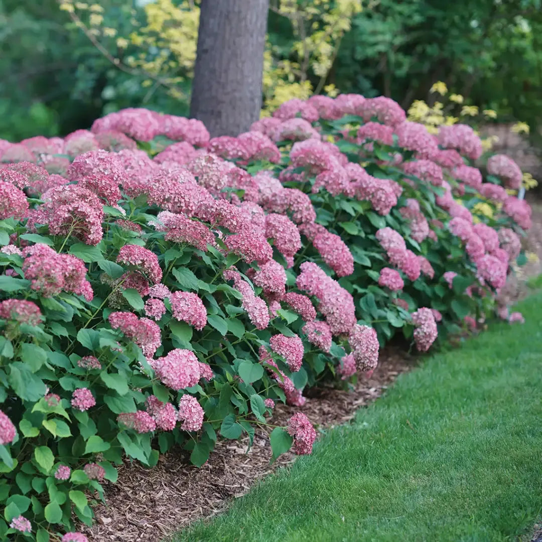 Hydrangea Arborescens 'invincibelle Spirit Ii' - View 10 from www redcrocus com