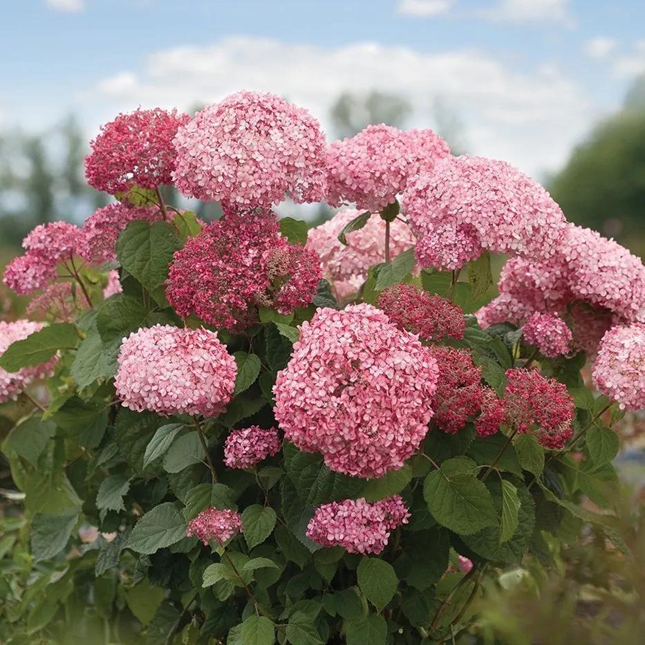 Hydrangea Arborescens 'invincibelle Spirit Ii' - View 11 from www redcrocus com
