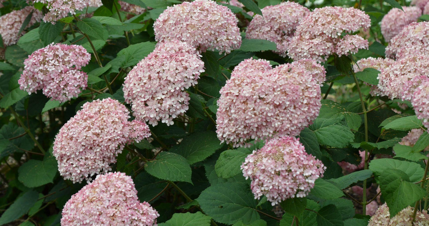 Hydrangea Arborescens 'invincibelle Spirit Ii' - View 14 from www redcrocus com