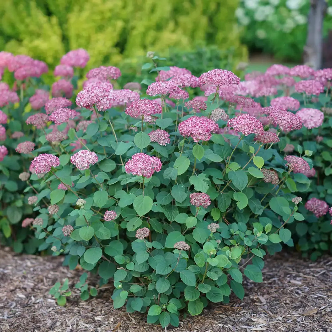 Hydrangea Arborescens 'invincibelle Spirit Ii' - View 15 from www redcrocus com