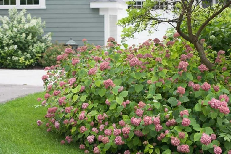 Hydrangea Arborescens 'invincibelle Spirit Ii' - View 16 from www redcrocus com