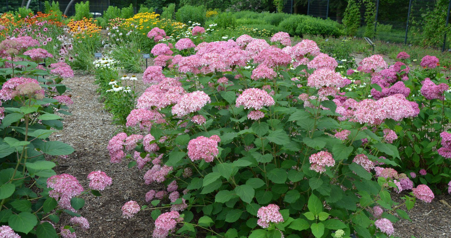 Hydrangea Arborescens 'invincibelle Spirit Ii' - View 17 from www redcrocus com