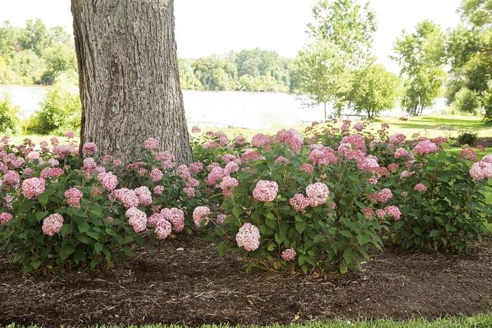 Hydrangea Arborescens 'invincibelle Spirit Ii' - View 20 from www redcrocus com
