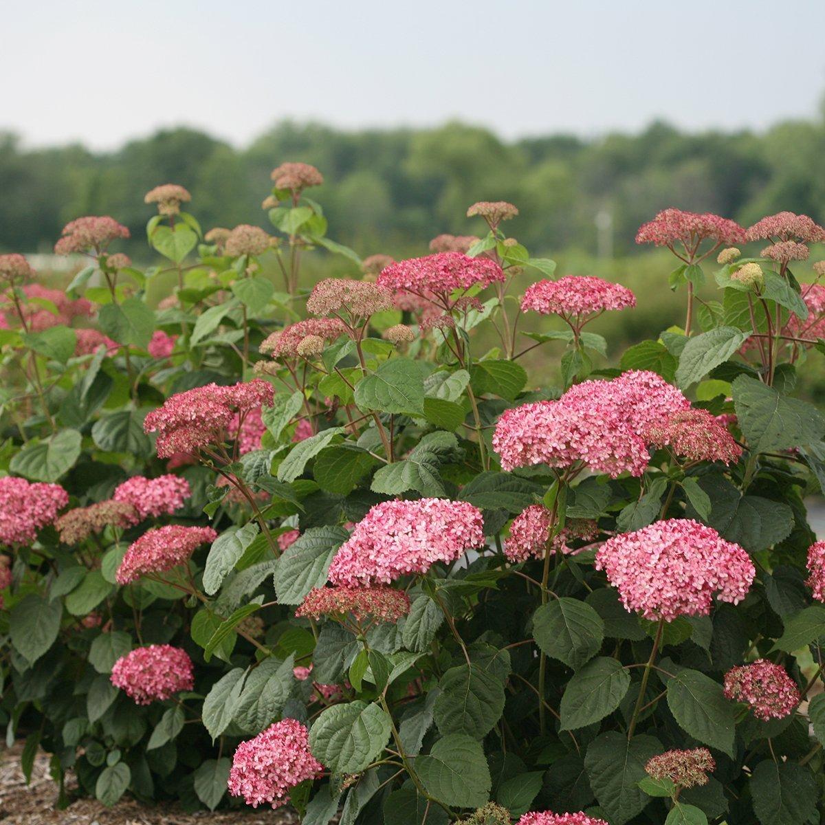 Hydrangea Arborescens 'invincibelle Spirit Ii' - View 21 from www redcrocus com