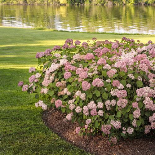 Hydrangea Arborescens 'invincibelle Spirit Ii' - View 22 from www redcrocus com