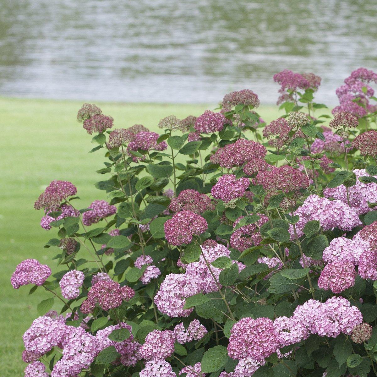 Hydrangea Arborescens 'invincibelle Spirit Ii' - View 23 from www redcrocus com