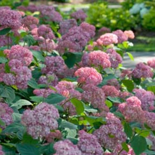 Hydrangea Arborescens 'invincibelle Spirit Ii' - View 24 from www redcrocus com