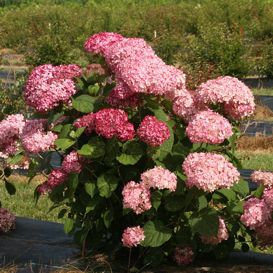 Hydrangea Arborescens 'invincibelle Spirit Ii' - View 25 from www redcrocus com