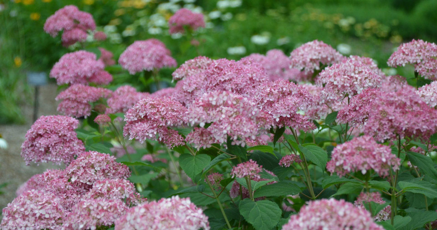 Hydrangea Arborescens 'invincibelle Spirit Ii' - View 26 from www redcrocus com