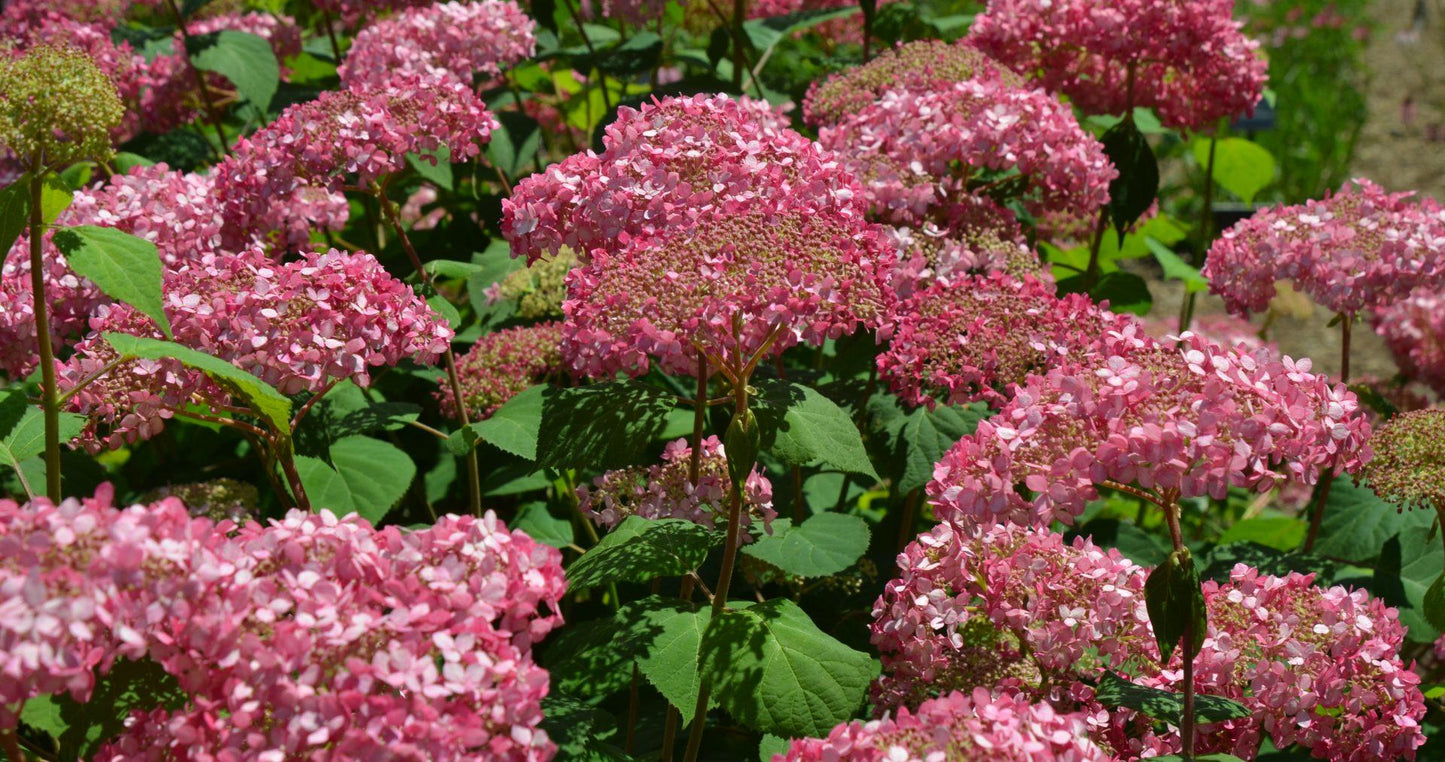 Hydrangea Arborescens 'invincibelle Spirit Ii' - View 27 from www redcrocus com
