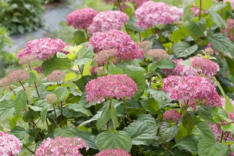 Hydrangea Arborescens 'invincibelle Spirit Ii' - View 29 from www redcrocus com