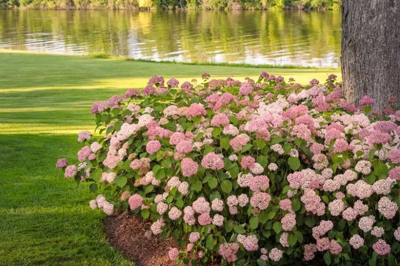 Hydrangea Arborescens 'invincibelle Spirit Ii' - View 30 from www redcrocus com