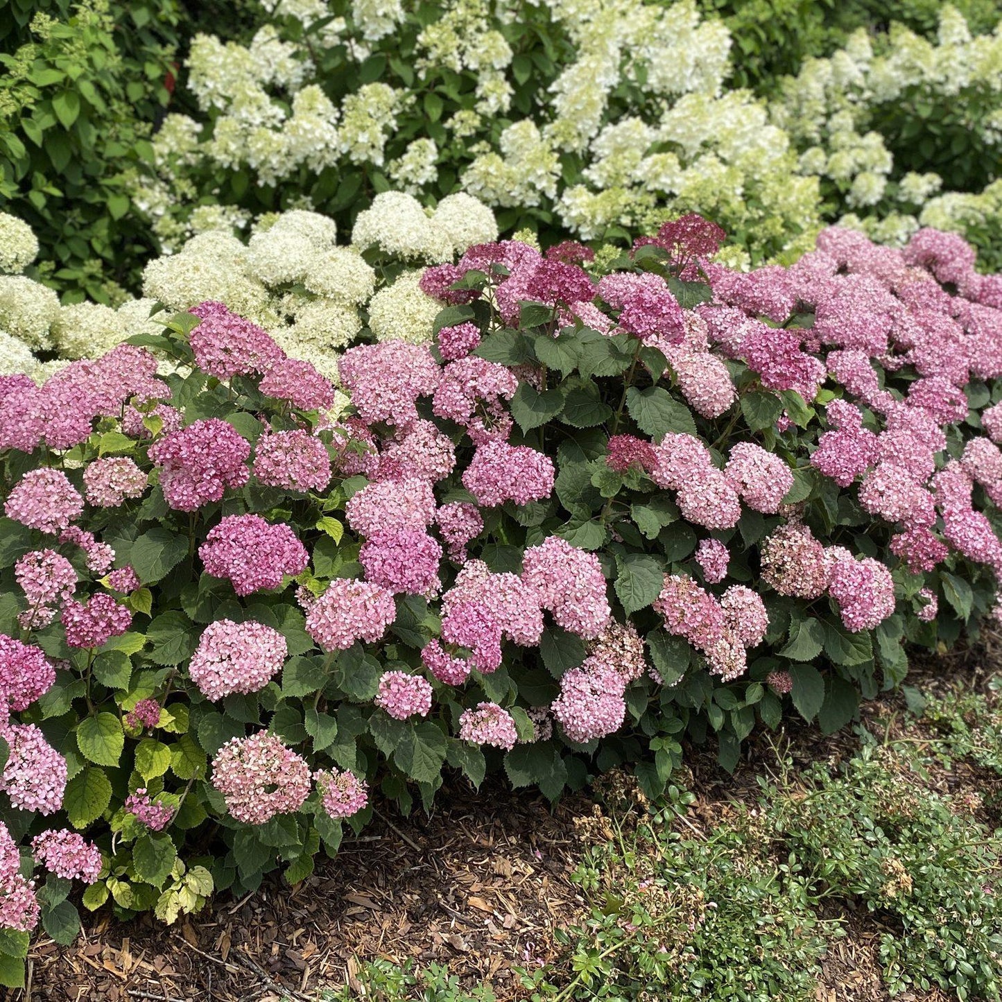 Hydrangea Arborescens 'invincibelle Spirit Ii' - View 31 from www redcrocus com