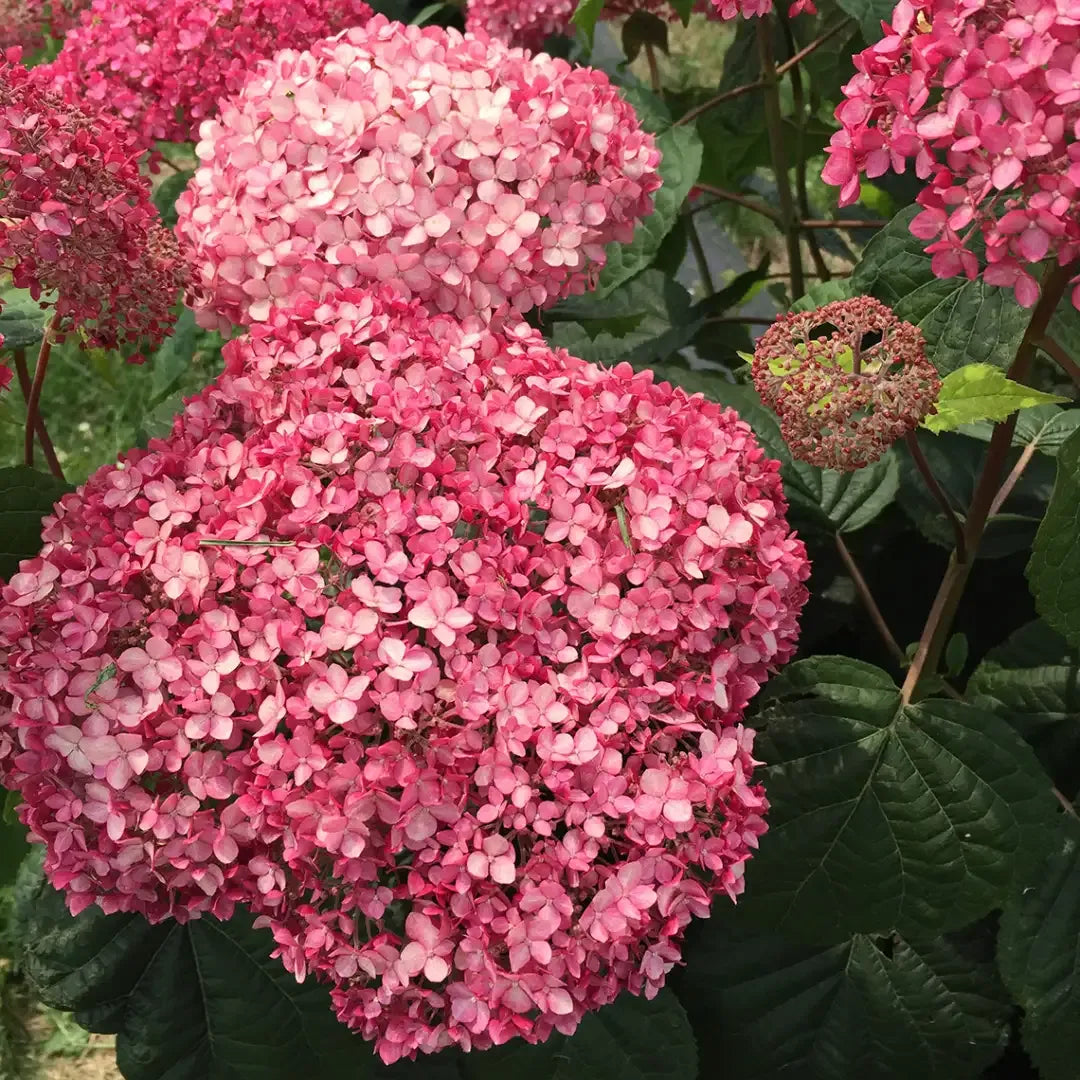 Hydrangea Arborescens 'invincibelle Spirit Ii' - View 33 from www redcrocus com
