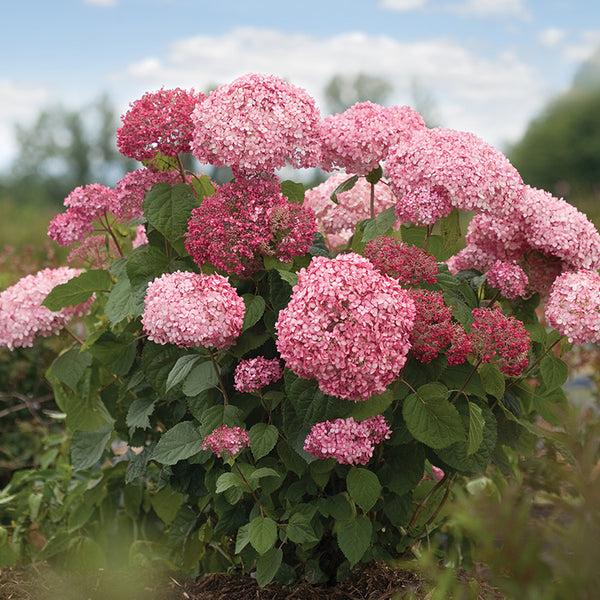Hydrangea Arborescens 'invincibelle Spirit Ii' - View 34 from www redcrocus com